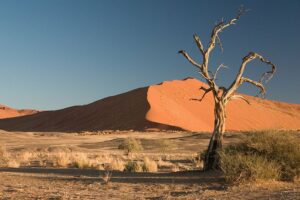 Thorn Tree Sossusvlei Namib Desert Namibia. Photo by Luca Galuzzi [CC BY-SA 2.5 (https://creativecommons.org/licenses/by-sa/2.5)], via Wikimedia Commons